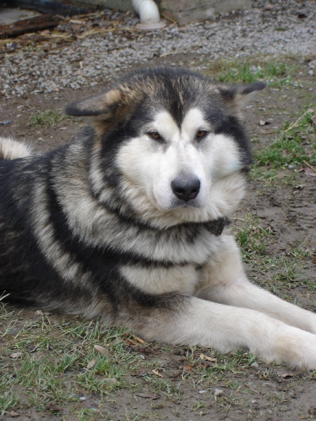 Publication : Doumiak Generation