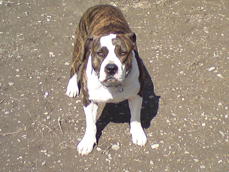 Abigael de Napoleon of Liberty Royale