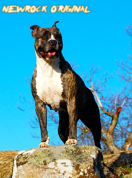 Black widow du domaine de la fontaine oregor