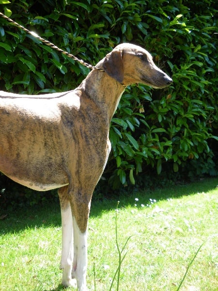 Publication : du temple d'Aphrodite Auteur : Claire Chagneaud