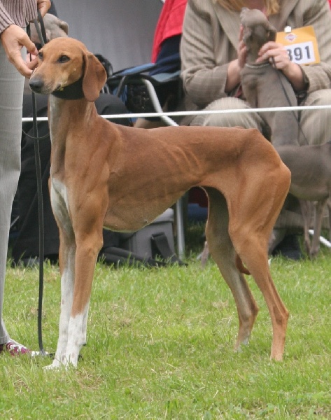 Publication : d'Ellendil Auteur : sophie debricon