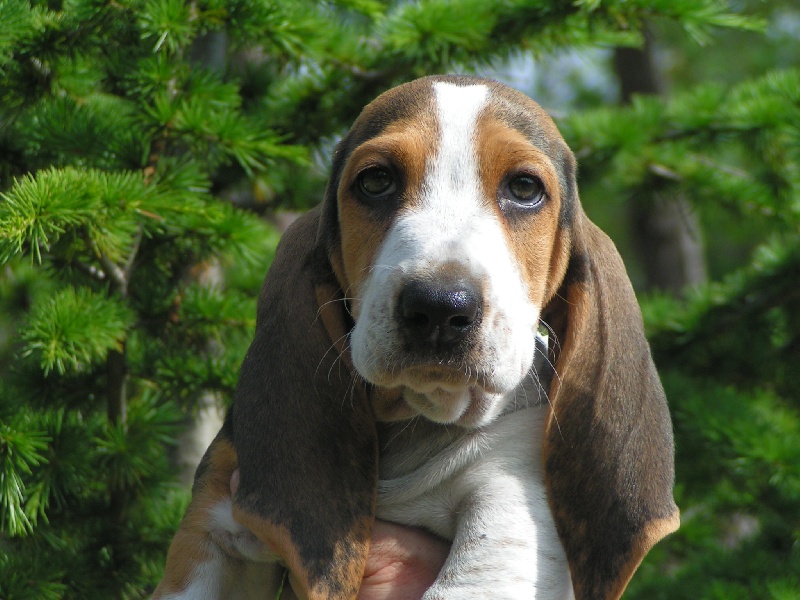 FARAMIR de Lou Chicoye