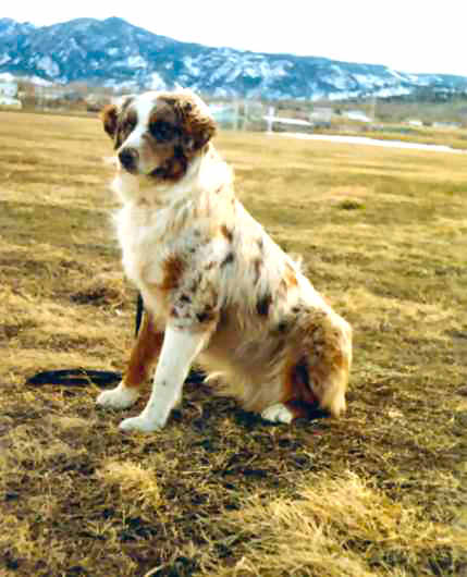 CH. Las rocosa Shiloh