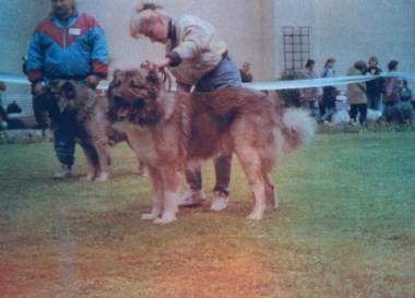 CH. Bonzo kazah rus-land