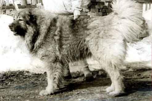 CH. Zhan Krist (Sans Affixe)