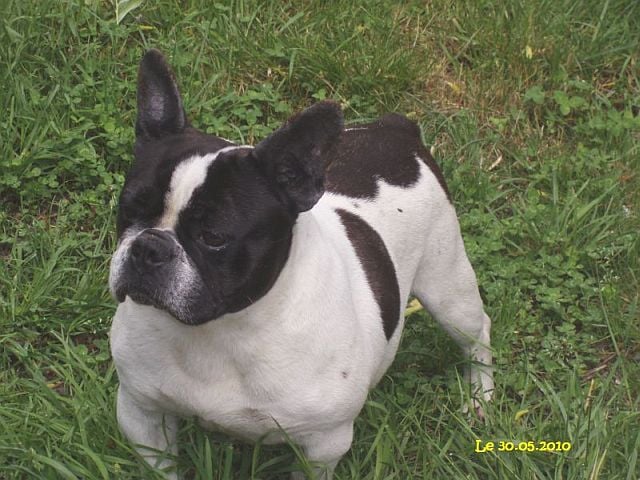 Violette (Sans Affixe)