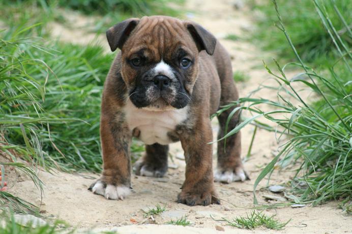 Publication : Mack Sweet British Bulls Auteur : BRIGITTE SANNIER