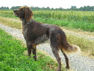 Publication : Du Domaine De L' Ancien Hêtre Auteur : Carel VAN OS