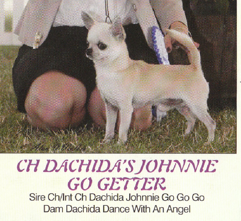 CH. Dachida's Johnnie go getter
