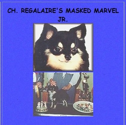 CH. regalaire's Masked marvel jr