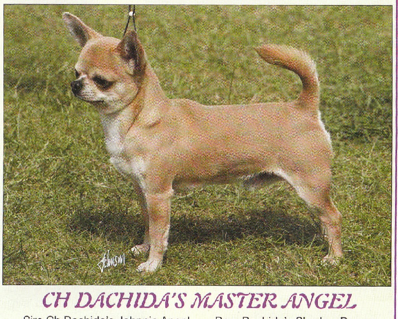 CH. Dachida's Master angel