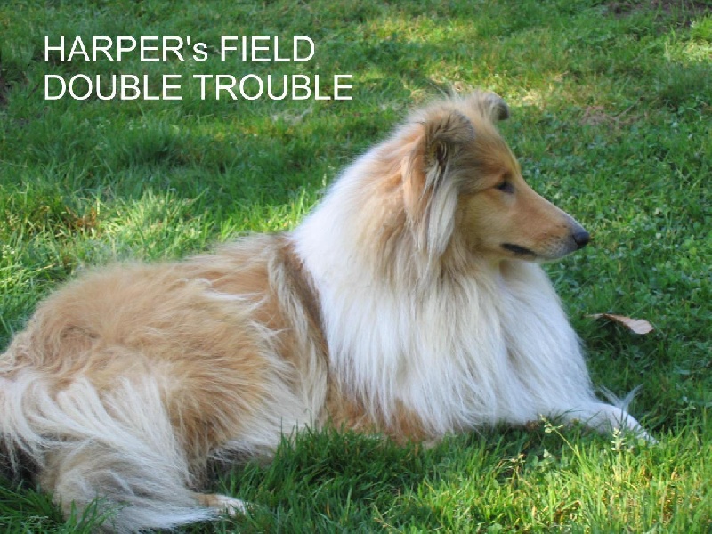 Publication : harper's field 