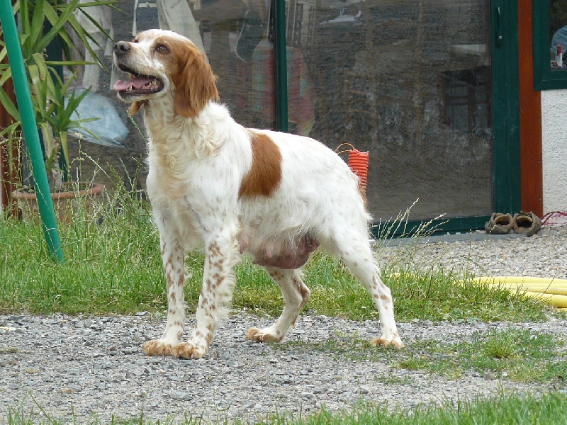 Arielle du clos bécassier