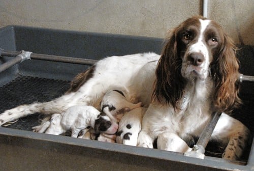 Upsilonne du domaine de Carrouge