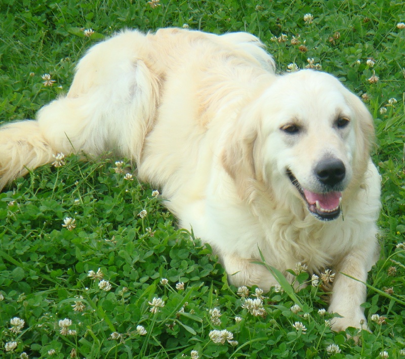 Publication : of elliotson's