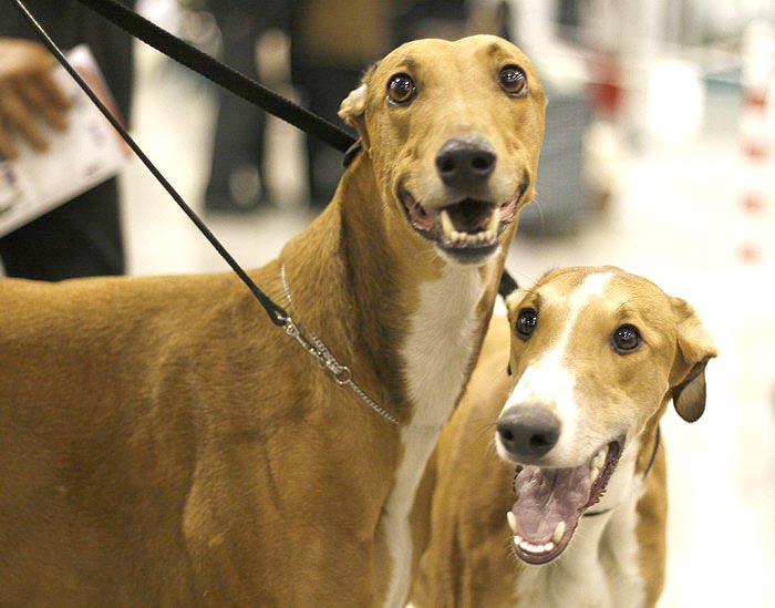 Publication : tatanka vitka