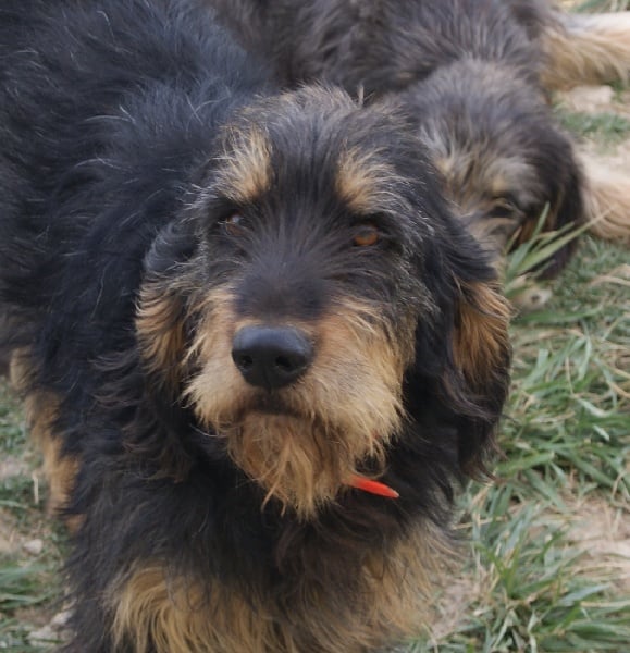 Cypio du puech de redonel