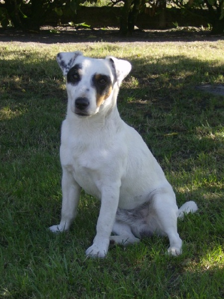 Canaille Des elucines