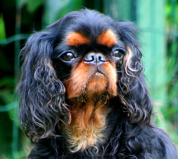 Publication : De la bacska 