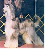 CH. esfahan Echohawk of apache