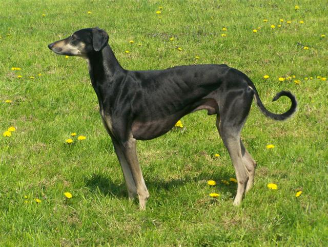 Publication : Del Sayad El Gazel 