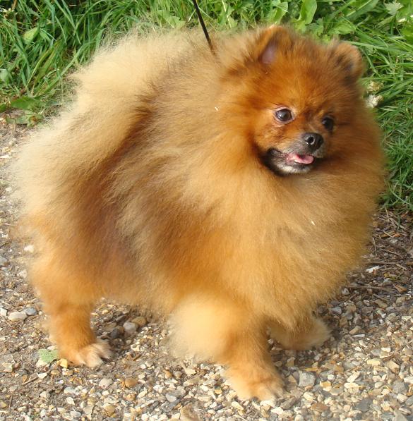 Publication : De Djerambar Auteur : Patrick Delamare