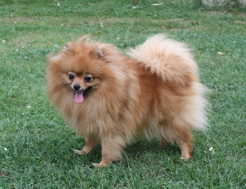 Publication : Du Paradis Des Icones 