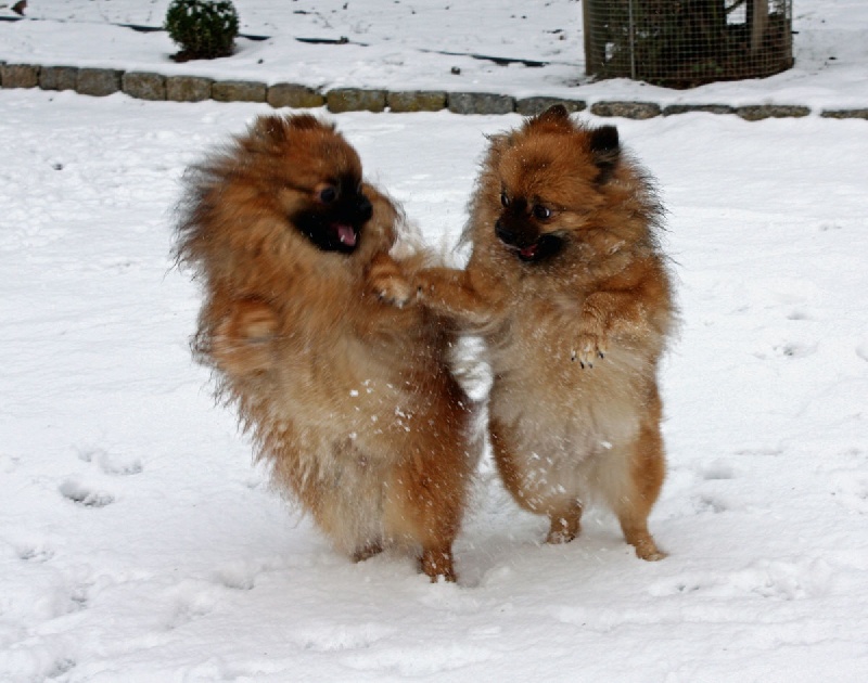 Publication : Du Paradis Des Icones 