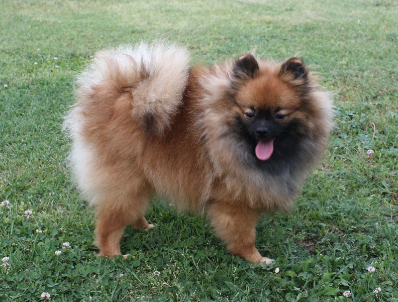 Publication : Du Paradis Des Icones 