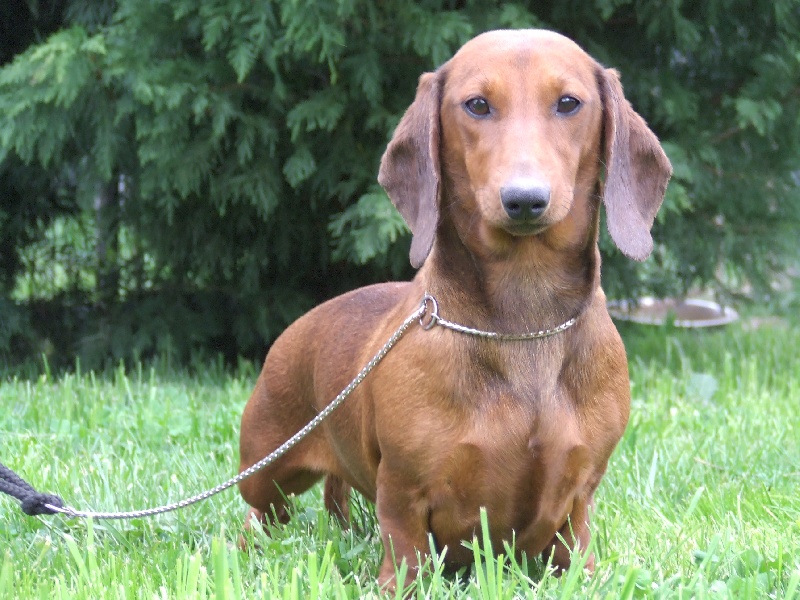 Crack-jockey de la chapellerie