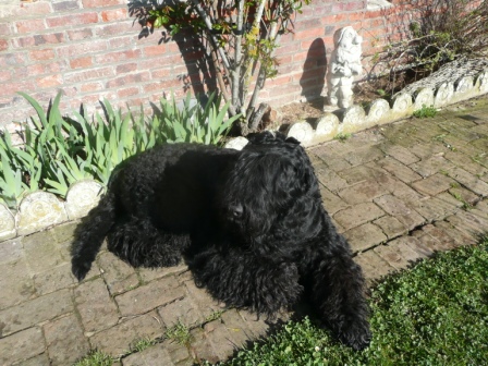 Publication : Tchornaya Lyou Bov Auteur : tatiana dumini