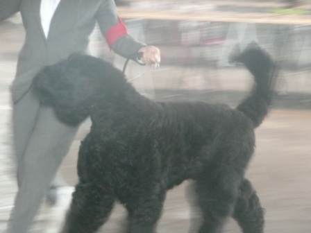 Publication : Tchornaya Lyou Bov 