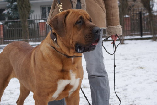 CH. Manhir z lesnego potoku