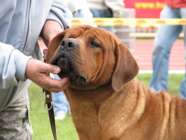 Dieen diamant severu