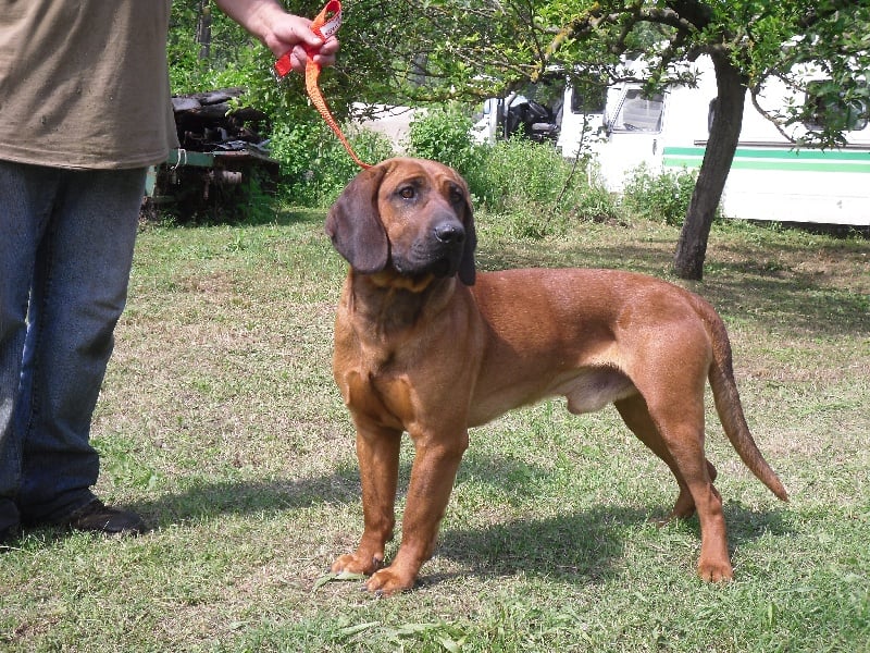 Publication : du gré du vent des oliviers Auteur : Pascal Charroin