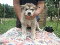 Étalon Alaskan Malamute - Fast okkumut des rives du haut verdon