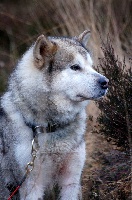Étalon Alaskan Malamute - Doumiak of Keema's wolf pak