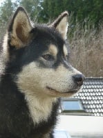 Étalon Alaskan Malamute - Halou ixani on Kamiakan Trail