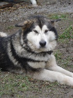 Étalon Alaskan Malamute - Souvenir of sitka's Ebony'n'ivory