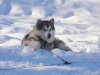 Étalon Alaskan Malamute - Ewok de la Meute des Loups du Mercantour