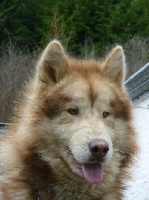 Étalon Alaskan Malamute - de penas de urduliz Mendi