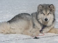 Étalon Alaskan Malamute - Eychiro of legend Spirit