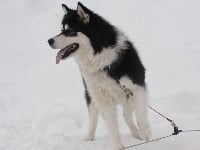 Étalon Alaskan Malamute - Chépi of articana dreams