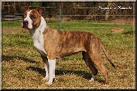 Étalon American Staffordshire Terrier - CH. Fraja ec Mona ru mine