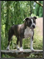 Étalon American Staffordshire Terrier - CH. Blue ice du domaine de Zeus