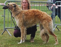 Étalon Barzoi - Ladies of the lake Ewguenij