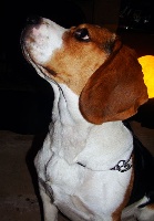 Étalon Beagle - Capi (Sans Affixe)