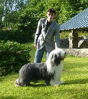 Étalon Bearded Collie - no-nonsense's Harismatic