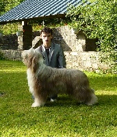 Étalon Bearded Collie - no-nonsense's Goldengirl