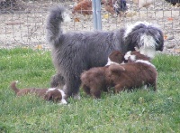 Étalon Bearded Collie - Emeline de la coffignole